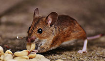 24 Hour & Emergency Exterminators in West Covina, CA